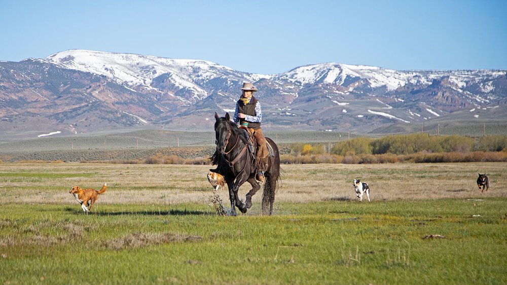 a cowboy on his horse along with a pack of dogs with mountains in the background