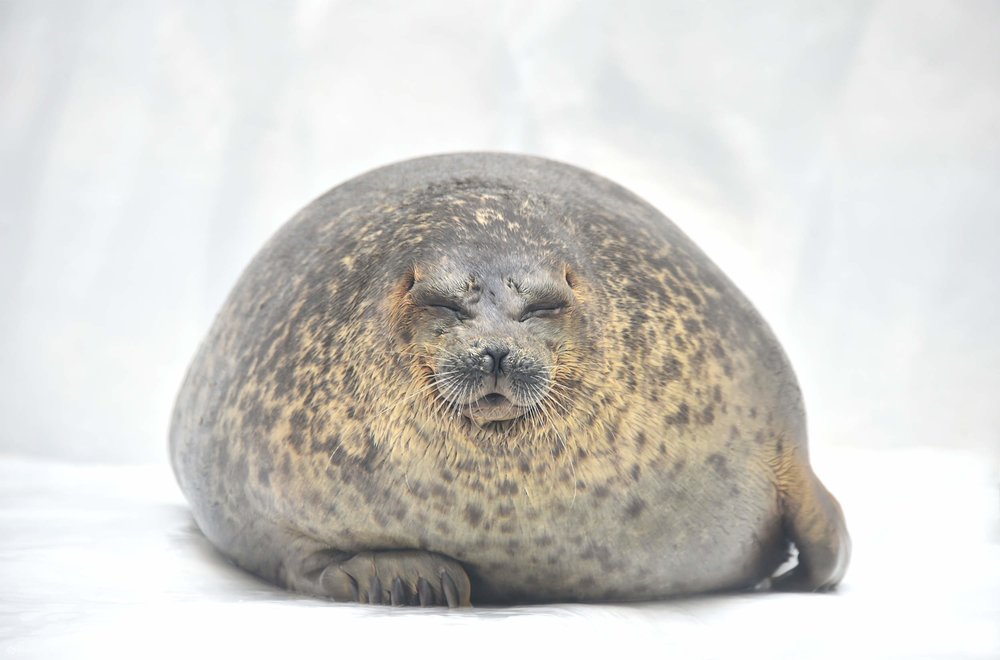 Khám Phá Khu Vực Vùng Cực