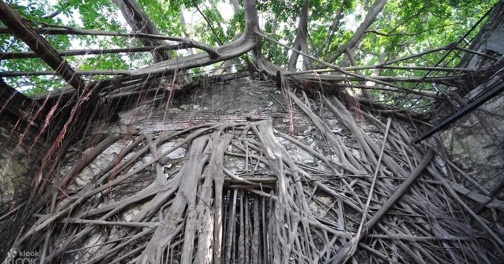 Nhà Cây An Bình - Đài Nam