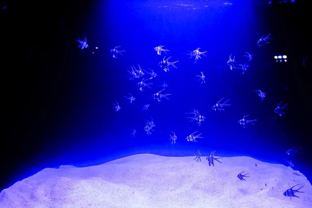 Chiêm Ngưỡng Vẻ Đẹp Của Đại Dương Về Đêm