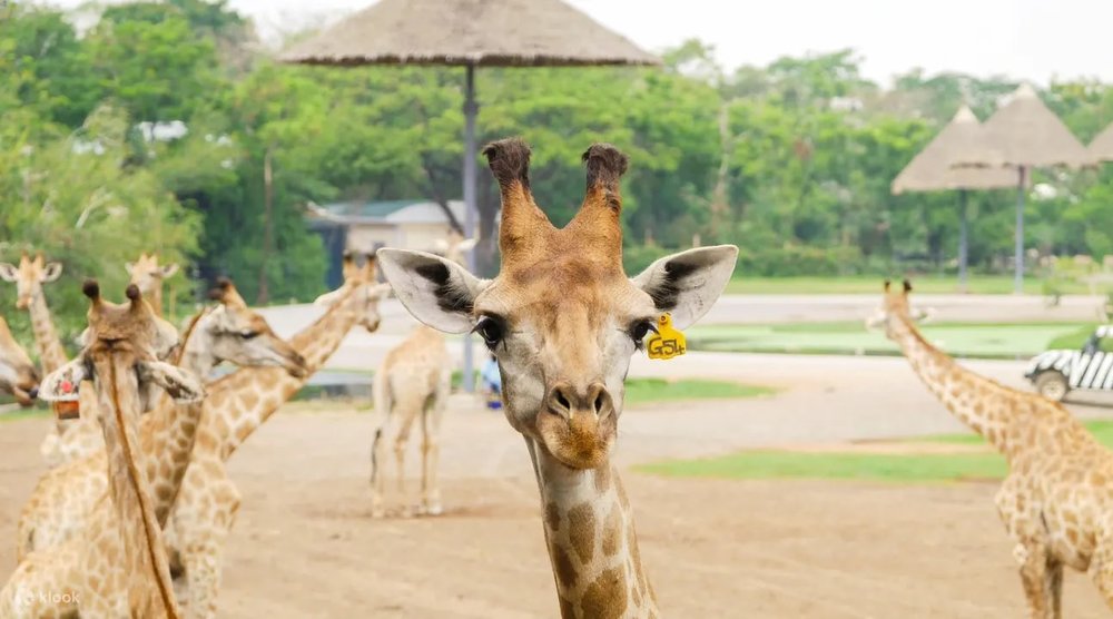 曼谷野生動物園