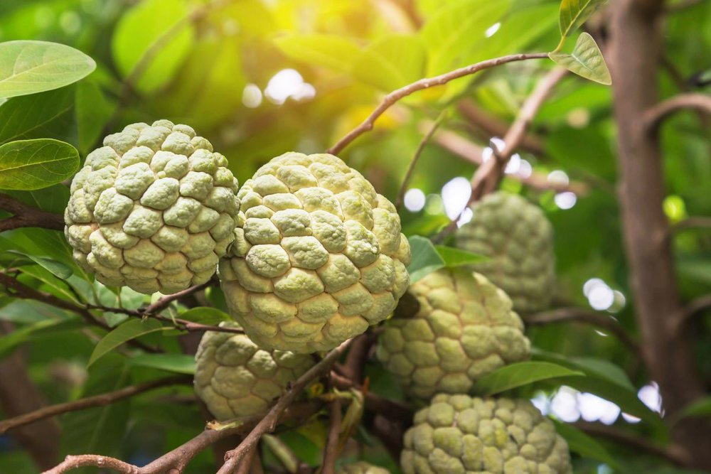 Ăn Gì Ở Khu Du Lịch Sinh Thái Cần Giờ