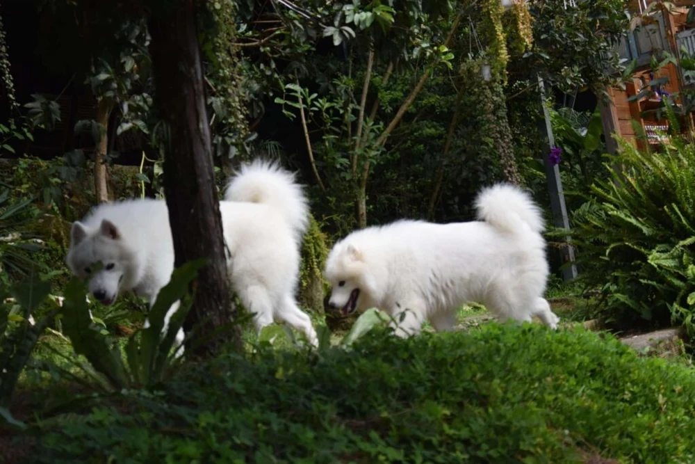  Quán Café Gâu Garden Đà Lạt