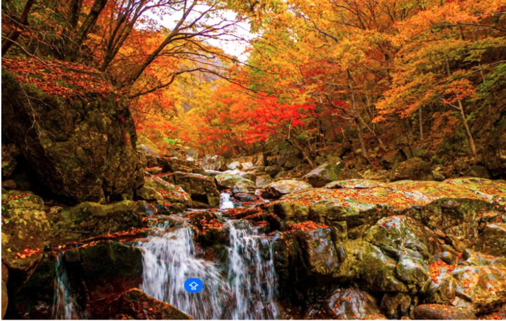 Fall Limited Edition Beauty 4 Secret Maple Viewing Spots in South