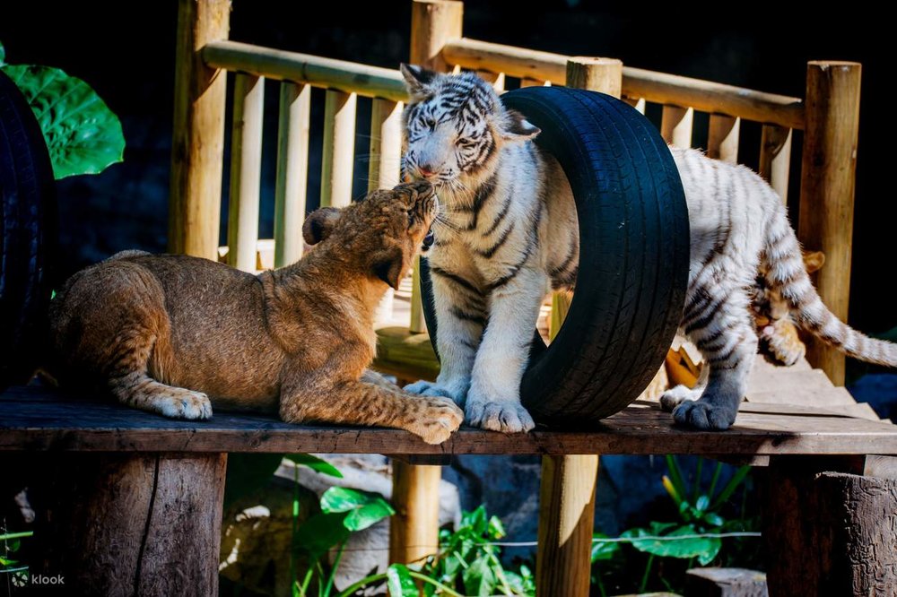 Công Viên Safari Trường Long (Chimelong) - Địa Điểm Du Lịch Quảng Châu Nổi Tiếng