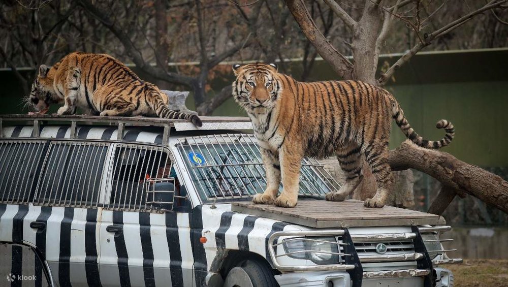 Công Viên Động Vật Hoang Dã Thượng Hải