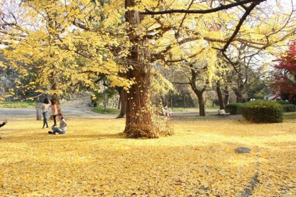 舞鶴公園 紅葉
