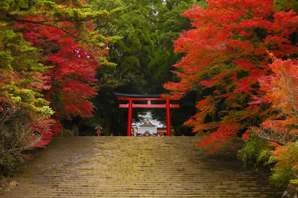 霧島神宮 紅葉