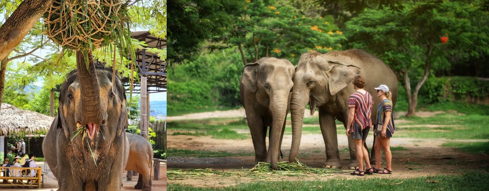 Merchant story EJS 6 elephants