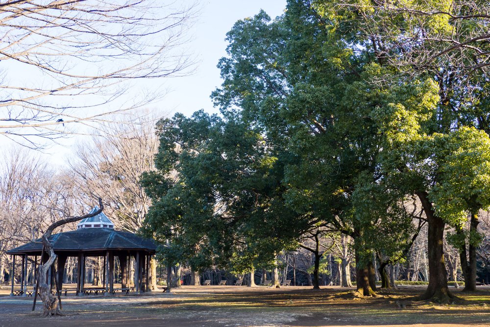 Công Viên Yoyogi - Shibuya