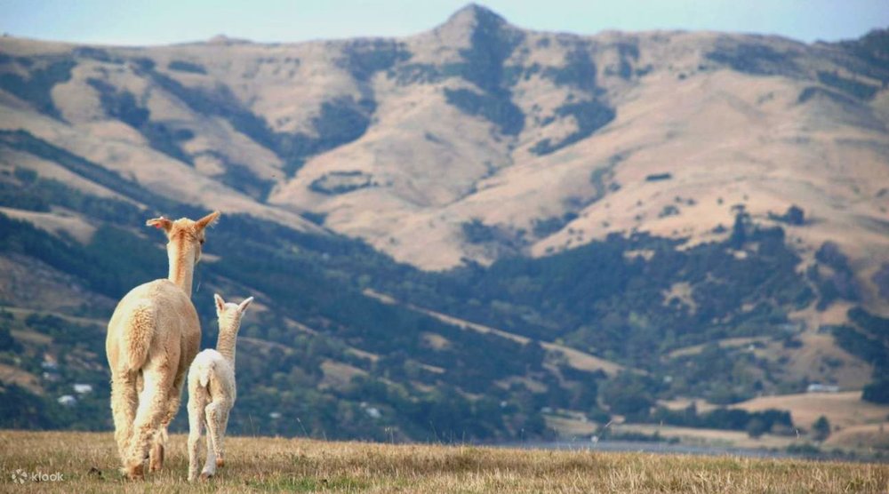  Trại Nuôi Alpaca Shamarra Ở Akaroa