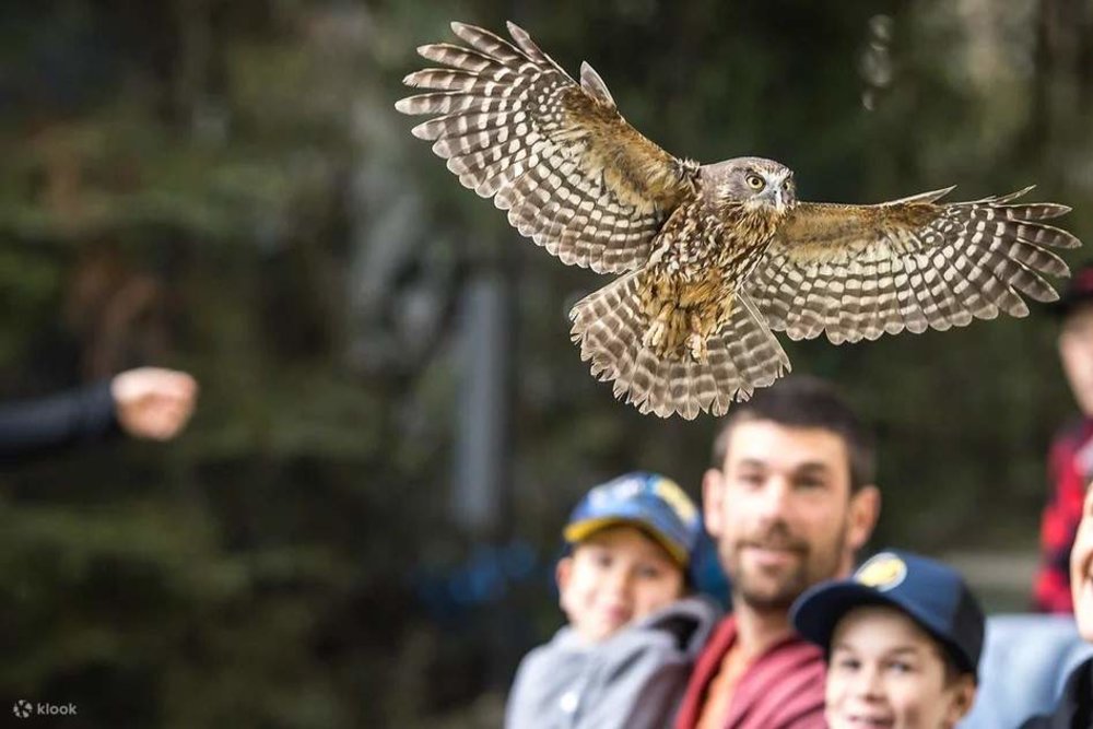 Công Viên Kiwi Park Queenstown