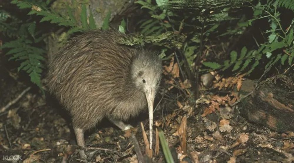 紐西蘭皇后鎮｜奇異鳥鳥類生態公園
