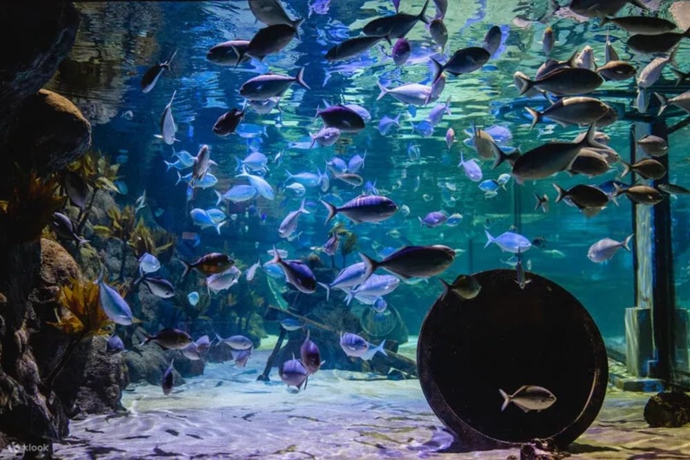 凱莉塔頓水族館(Kelly Tarlton's Sea Life)