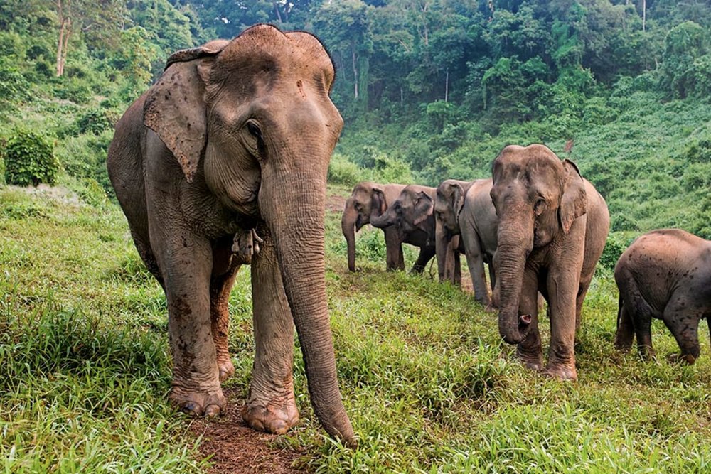Elephants in natural environment
