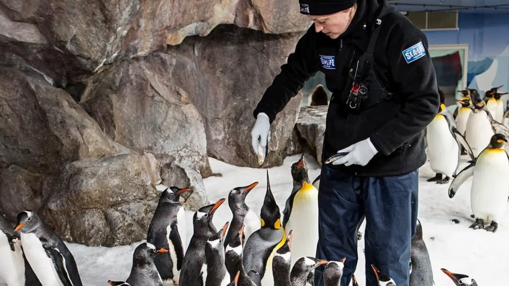 Kelly Tarlton Sea Life Aquarium Penguins - penguins being fed at Kelly Tarlton Sea Life Aquarium 