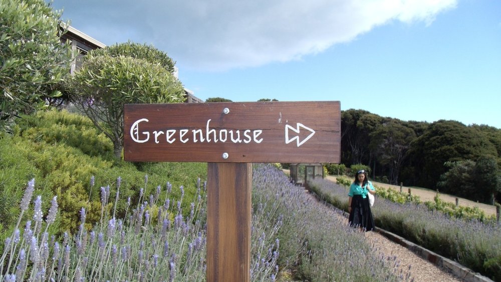 Mudbrick Winery Waiheke Island - greenhouse sign in lavender fields of vineyard