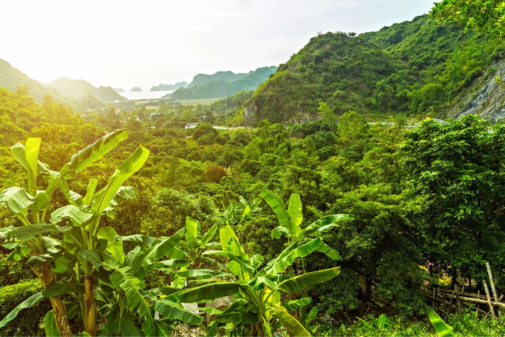 Rừng Quốc Gia Cát Bà