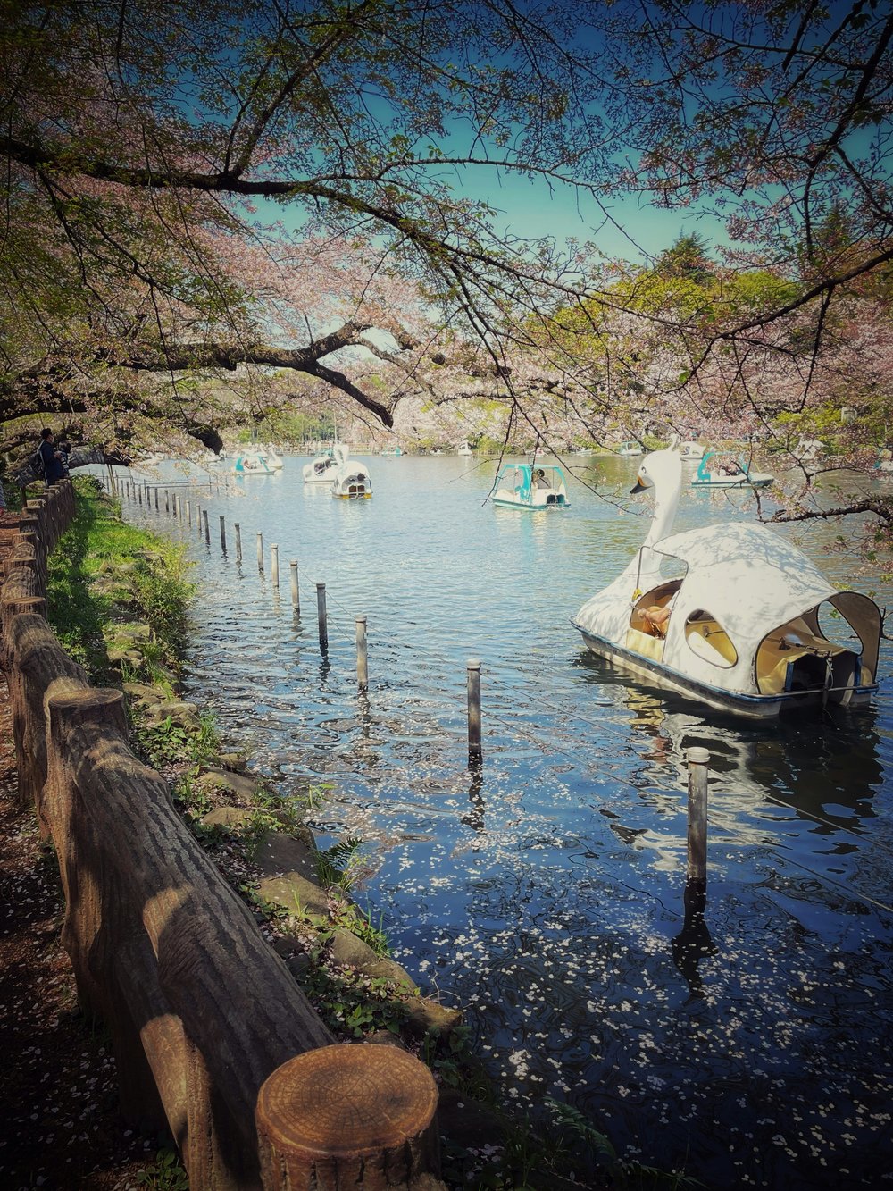 Inokashira park