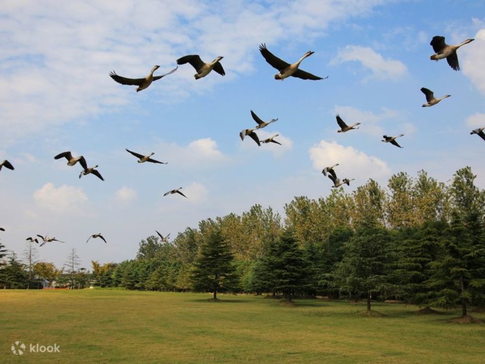 Tour Tham Quan Đảo Sùng Minh (Chongming) Bằng Xe Đạp Từ Thượng Hải