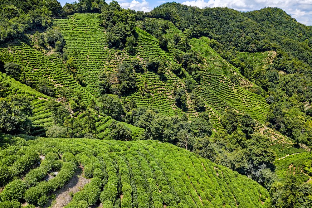 Đồn Điền Chè Long Tĩnh - Hàng Châu, Chiết Giang