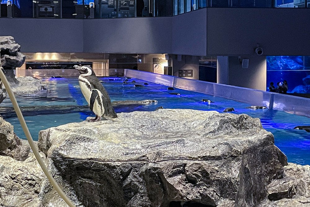 Sumida Aquarium Penguin