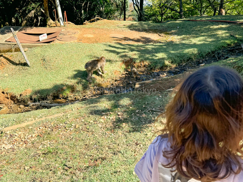 Arashiyama Monkey Park Iwatayama