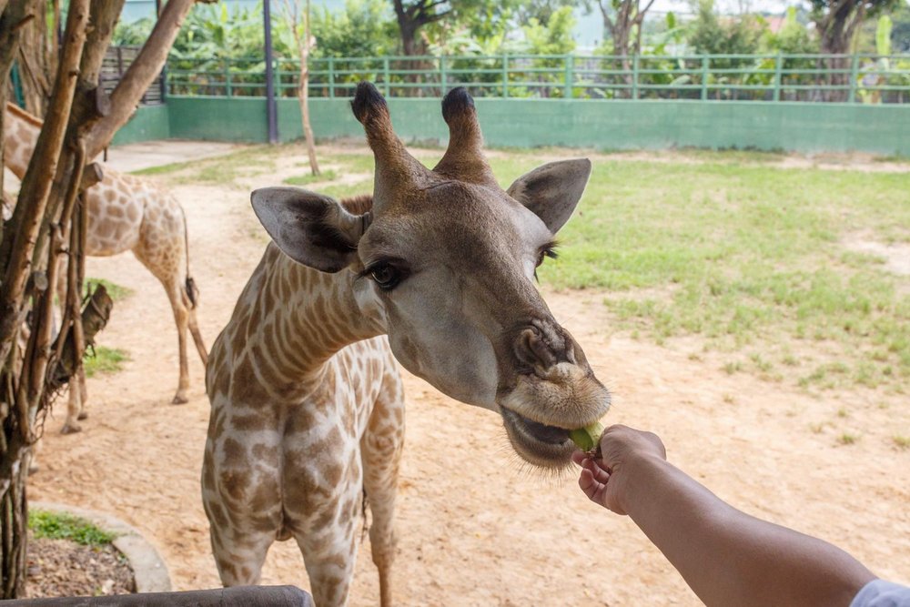 Tham Quan Sở Thú Vườn Xoài