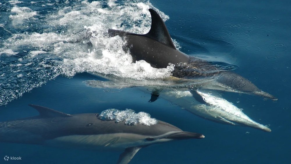 north island day trips