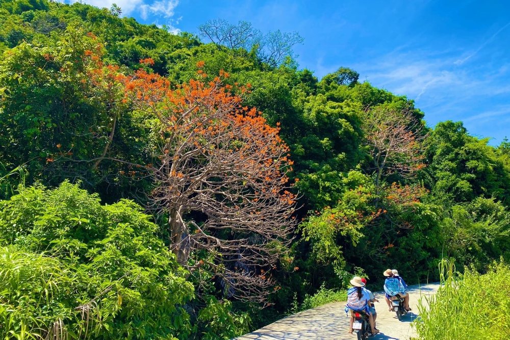 Ngắm Hoa Ngô Đồng Ven Biển Cù Lao Chàm