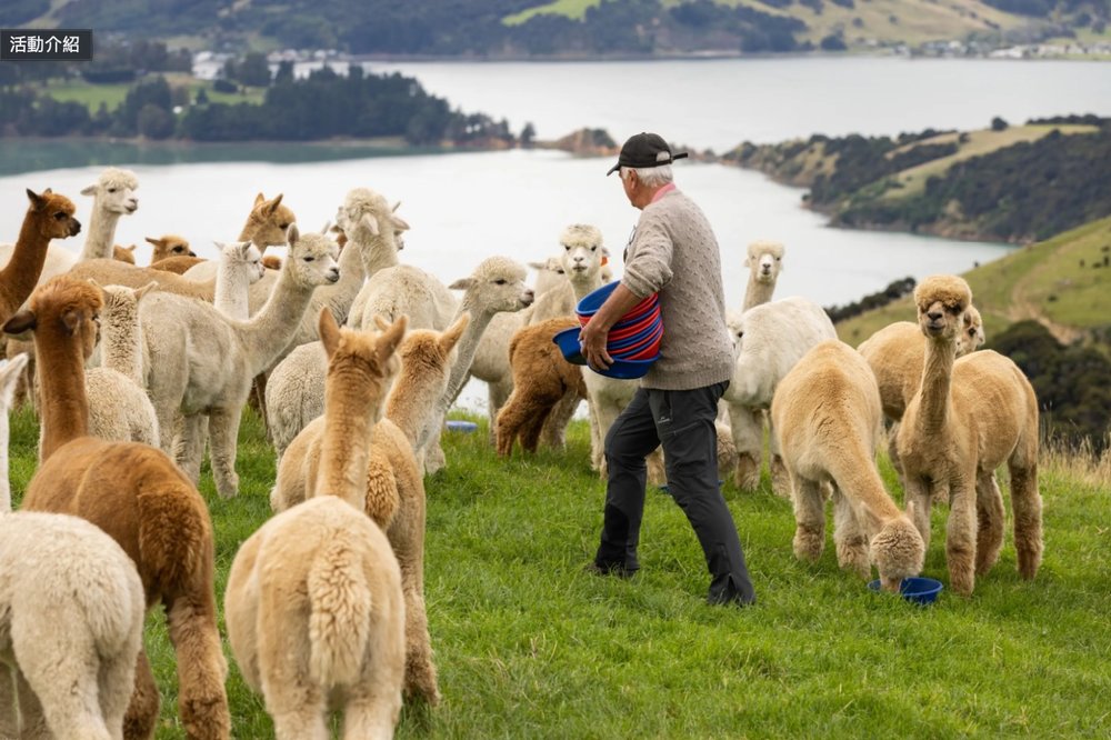 阿卡羅阿莎瑪拉羊駝牧場之旅