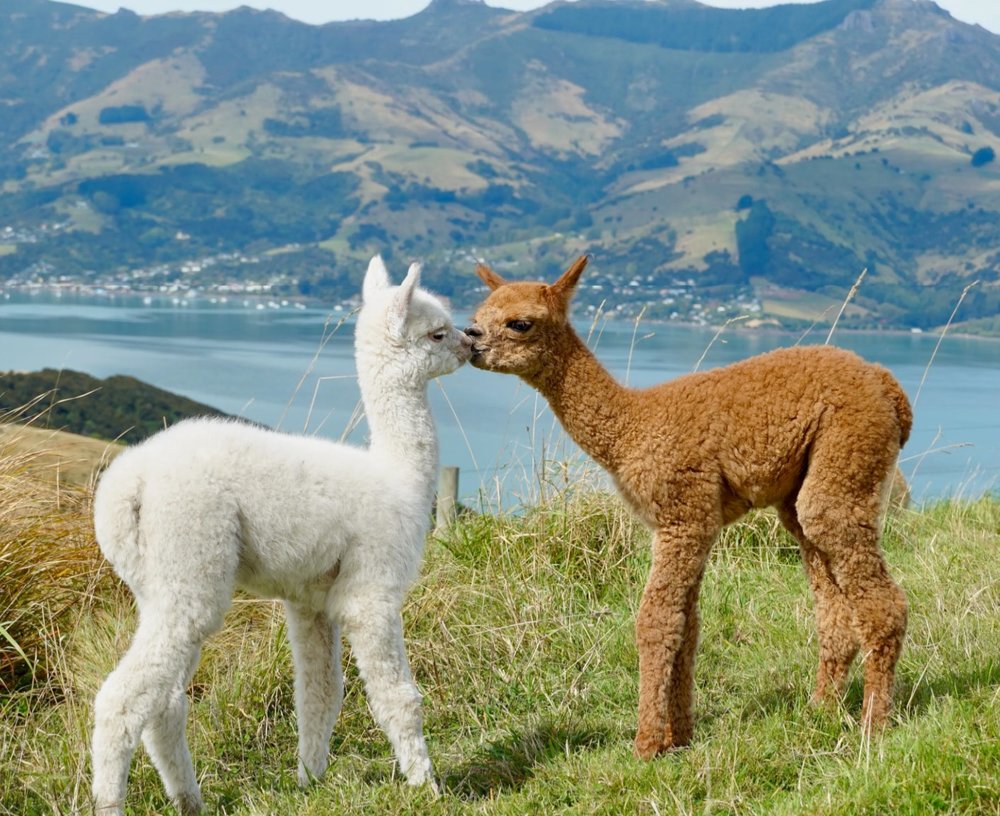 阿卡羅阿莎瑪拉羊駝牧場之旅
