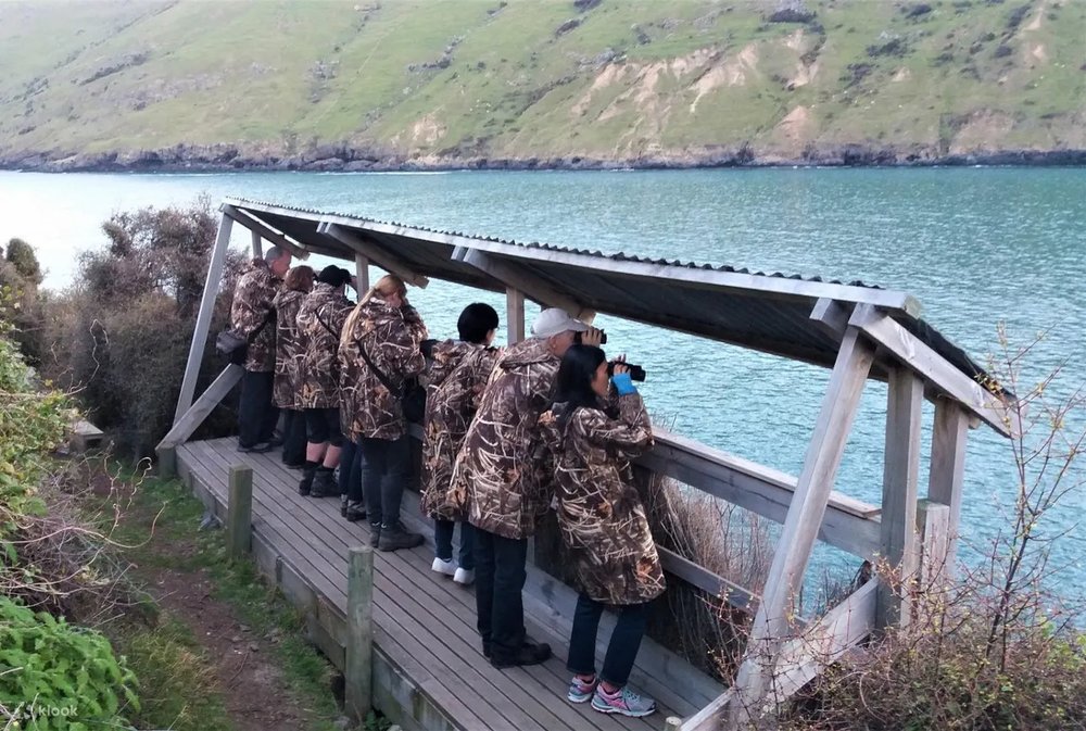 傍晚賞企鵝之旅(阿卡羅阿出發)