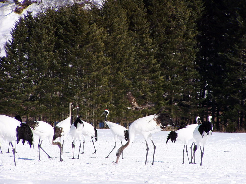 SG Japan Winter Activities: Tancho crane dance