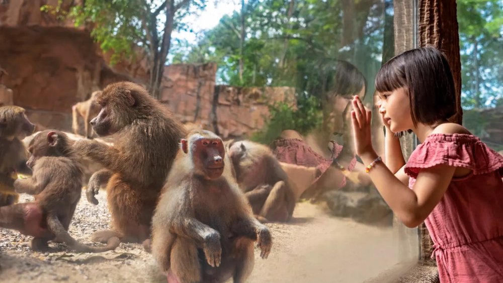 Singapore Zoo Highlights