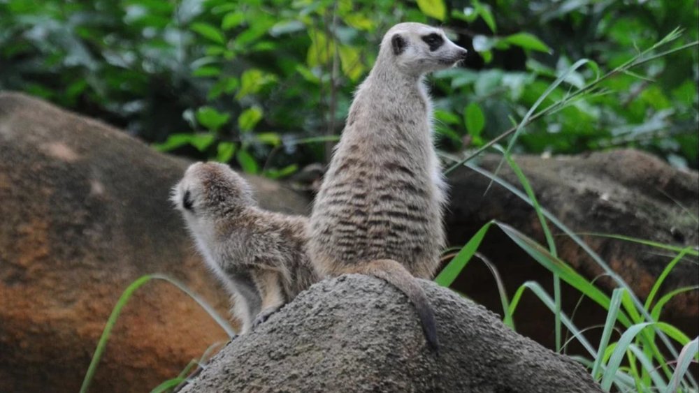 Singapore Zoo animals to spot
