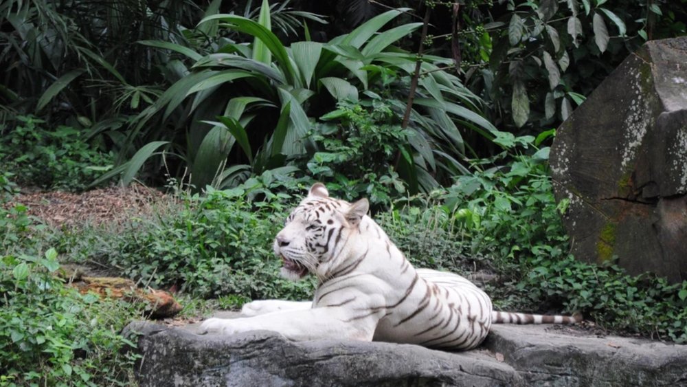 White Tiger