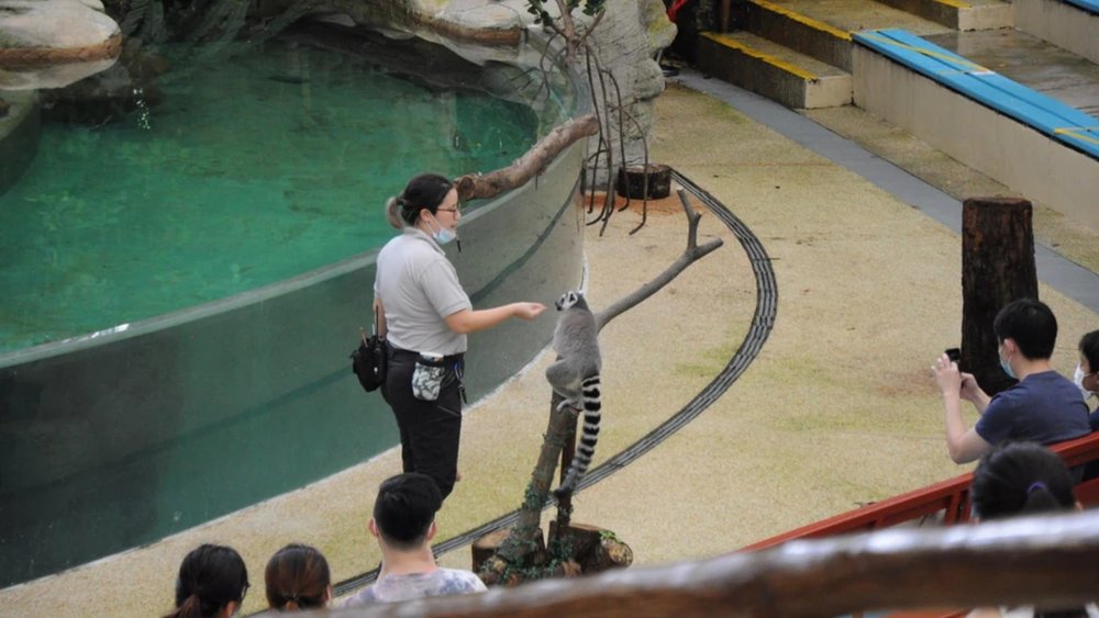 Singapore Zoo shows to catch
