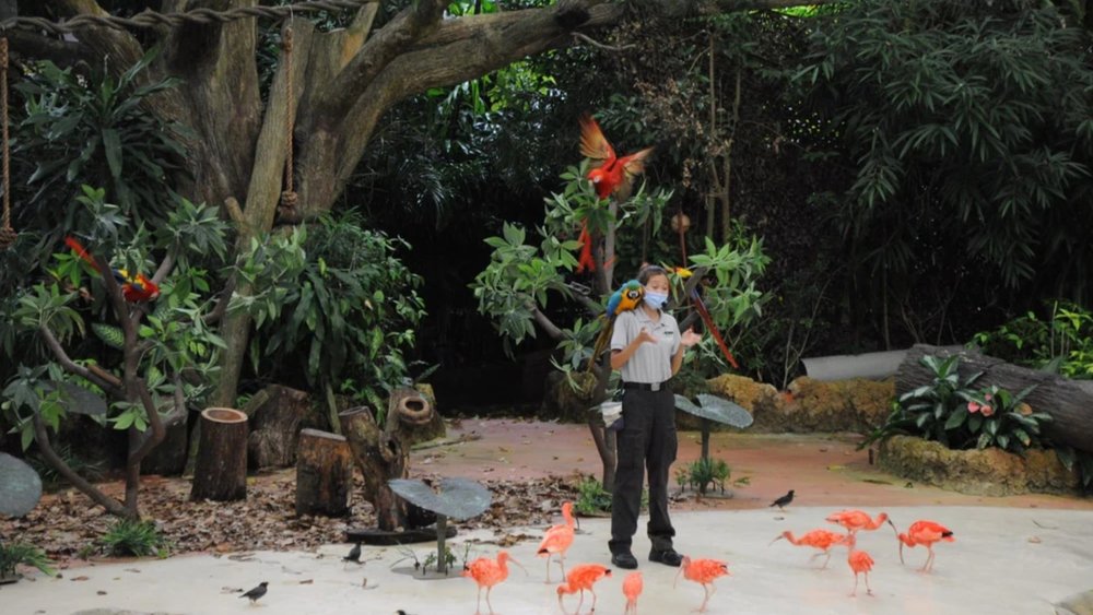 Rainforest Fights Back (12pm and 2:30pm)