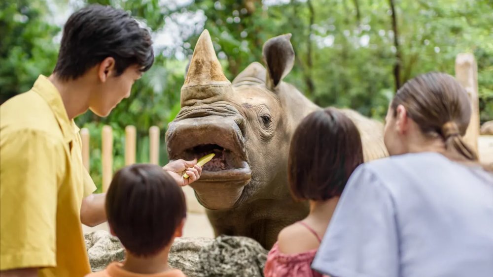 Singapore Zoo feeding times