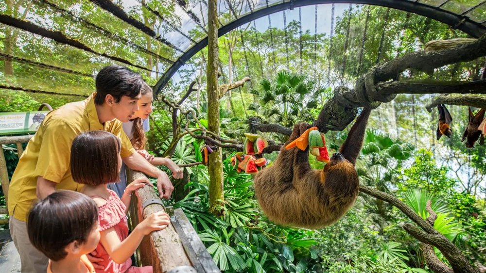 Let out the animal in you at Singapore Zoo!