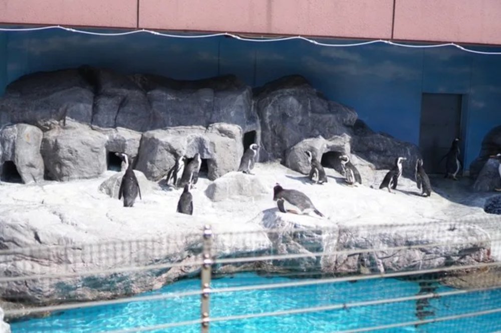 北海道JR Pass 景點｜登別尼克斯海洋公園，photo by Artshen