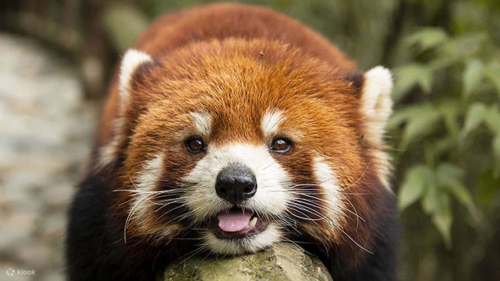 Tìm Hiểu Về Nhiều Loài Động Vật Quý Hiếm Khác