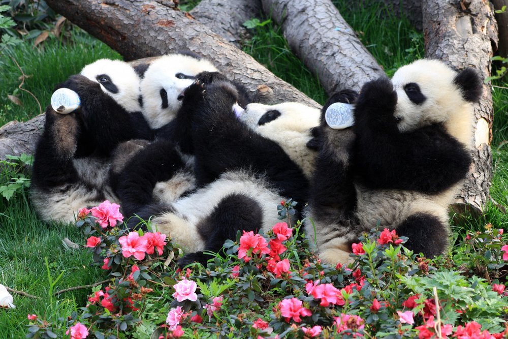 Chiêm Ngưỡng Và Chụp Ảnh Cùng Gấu Trúc Đáng Yêu