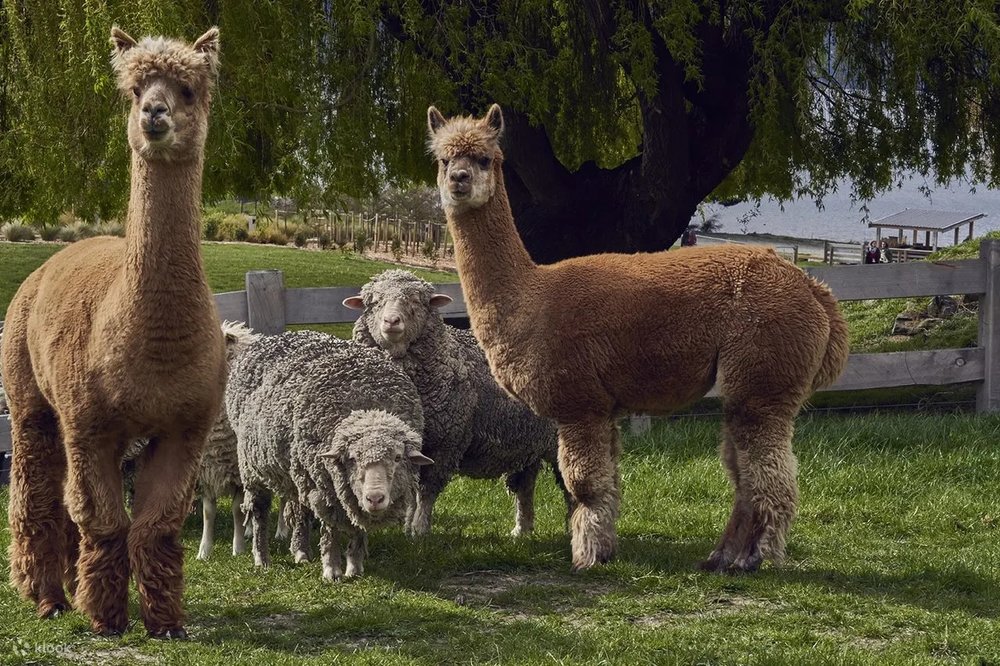 TSS恩斯羅號蒸汽船