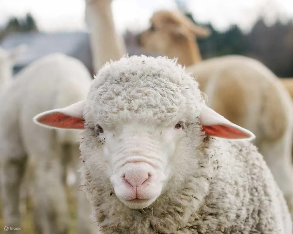 蒂卡波寵物動物園