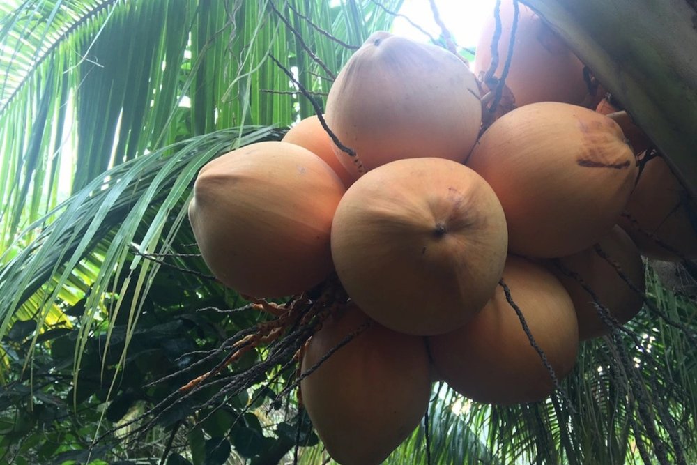 Vườn dừa 2 màu