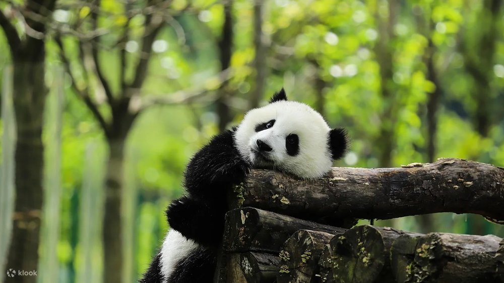 Trung Tâm Gấu Trúc Thành Đô