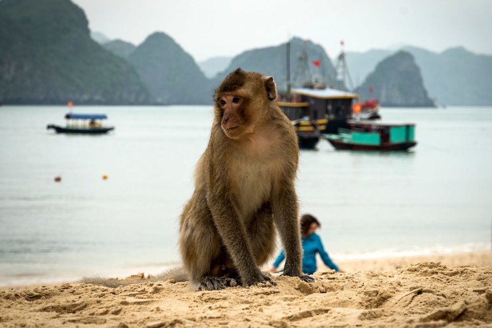 Thử tài leo núi tại đảo Cát Dứa
