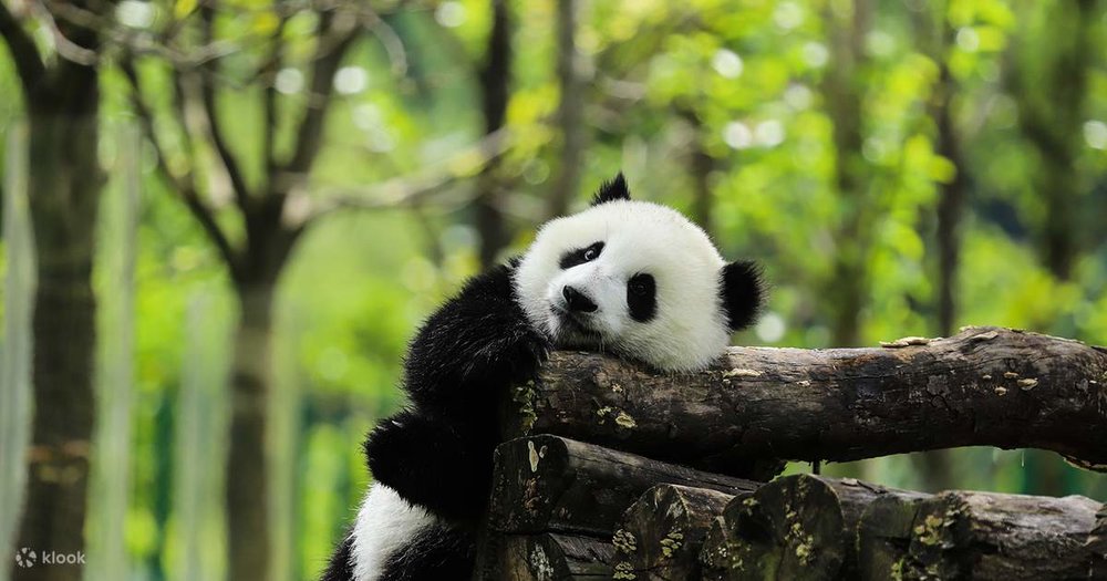 Công Viên Động Vật Hoang Dã Nhiệt Đới Hải Nam